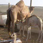 Young camels